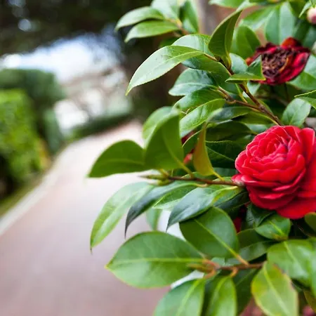 Bed & Breakfast Na' Poesia Di Charme Sant'Agata de' Goti